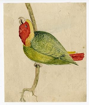 Parrot on a branch ANONYMOUS, 17th.c.
