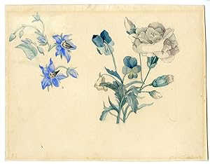 Flower studies: Clover, Carnation Gerard van SPAENDONCK, c.1815