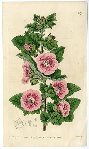 ALCEA-HOLLYHOCK-FLOWER-PLANT SMITH after EDWARDS, 1818