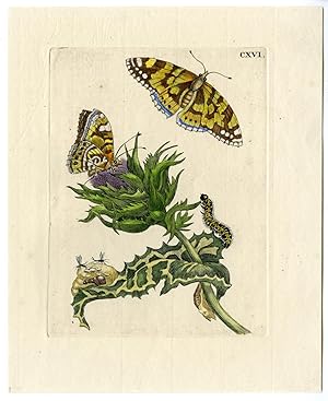 Antique Print-INSECTS-MILKT-THISTLE-CARDUUS-BUTTERFLY-PL.CXVI-MERIAN after own design-1730