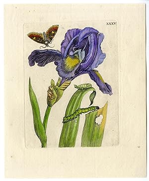 Antique Print-INSECTS-IRIS-FLAMED-MULTICOLOUR-VERSICOLOR-PL.XXXV-MERIAN after own design-1730
