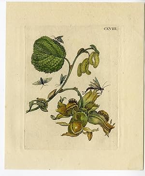 Antique Print-INSECTS-HAZEL-TREE-NUT-FLOWER-MOTH-PL. CXVIII-MERIAN after own design-1730