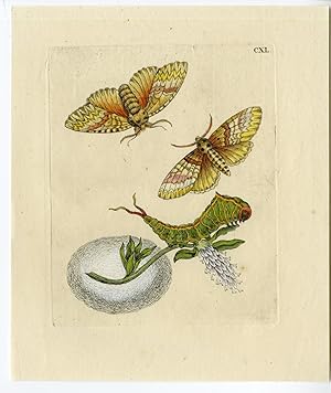 Antique Print-INSECTS-WILLOW-FLOWER-BUTTERFLY-CATERPILLAR-PL. CXL-MERIAN after own design-1730