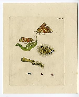 Antique Print-INSECTS-LEAF-BUTTERFLY-CATERPILLAR-PL.CXLII-MERIAN after own design-1730