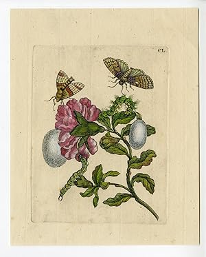 Antique Print-INSECTS-POMEGRANATE-FLOWER-BUTTERFLY-PL.CL-MERIAN after own design-1730
