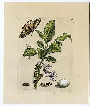 Antique Print-INSECTS-DAMASCENE-PLUM-PRUNAE-PL.XIII-MERIAN after own design-1730