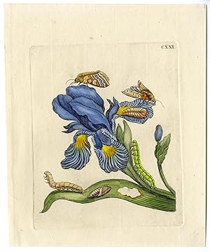 Antique Print-INSECTS-IRIS-IRIDACEAE-MOTH-CATERPILLAR-COCOON-PL. CXXI-MERIAN after own design-1730