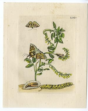 Antique Print-INSECTS-MELILOT-SWEET CLOVER-STEENKLAVER-PL.LXIV-MERIAN after own design-1730