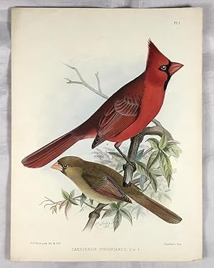 Cardinalis Virginianus, (The Virginian Nightingale). Hand Coloured Lithograph Plate. (From A Mono...