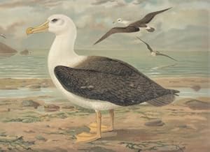 Schwarzzügeliger Albatros. Diomedea melanophrys Boie. Altes Weibchen. Chromolithographie.