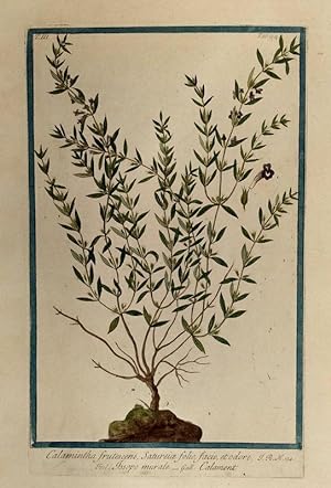 Seller image for Calamintha frutescens, Satureiae folio, facie, et odore . for sale by Wiener Antiquariat Ingo Nebehay GmbH