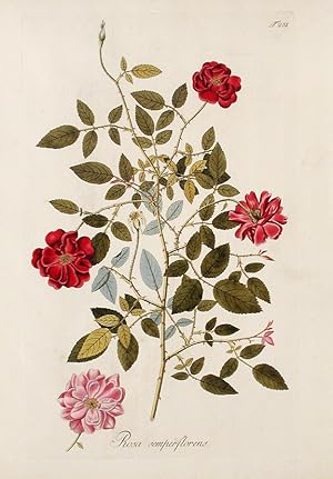 Imagen del vendedor de Rosa Semperflorens a la venta por Donald A. Heald Rare Books (ABAA)