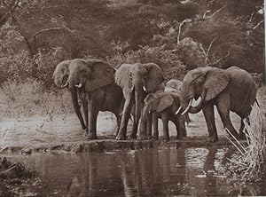 Image du vendeur pour Elephants and Other Big Game Studies from The Times mis en vente par ERIC CHAIM KLINE, BOOKSELLER (ABAA ILAB)