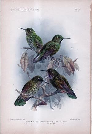 Image du vendeur pour Novitates Zoologicae. A Journal of Zoology in Connection with the Tring Museum. Volume I. PLATE XV ONLY: Dysithamnus Tucuyensis and Eupsychortyx Mocquerysi (pheasant and white-spotted antvireo) mis en vente par The Kelmscott Bookshop, ABAA