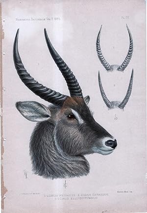 Seller image for Novitates Zoologicae. A Journal of Zoology in Connection with the Tring Museum. Volume II. PLATE IV ONLY: Cobus Penricei, Cobus Defassus, Cubus Ellipsiprymnus (Antelope) for sale by The Kelmscott Bookshop, ABAA