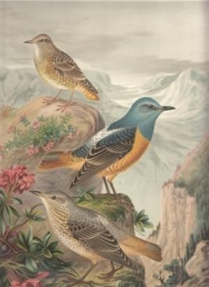 Stein-Merle. Monticola saxatilis (L.). Altes Männchen. Altes Weibchen. Junger Vogel. Chromolithog...