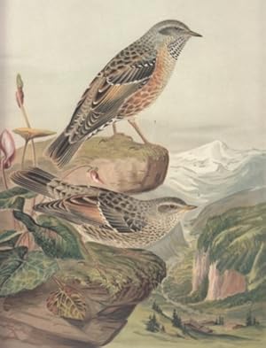 Alpen-Braunelle. Accentor collaris (Scop.). Männchen. Junges Weibchen. Chromolithographie.