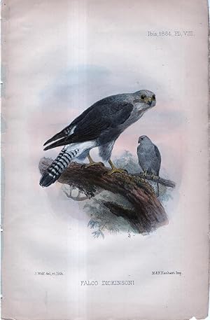 International Journal of Avian Science (IBIS). Plate VIII ONLY - Falco Dickinsoni (kestrel)