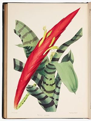 Image du vendeur pour The Gardener's Magazine of Botany; Horticulture, Floriculture and Natural Science mis en vente par Arader Galleries - AraderNYC