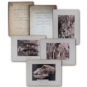 Die Hermannshöhle bei Rübeland. Geologisch bearbeitet von Dr. J. H. Kloos. Photographisch aufgeno...