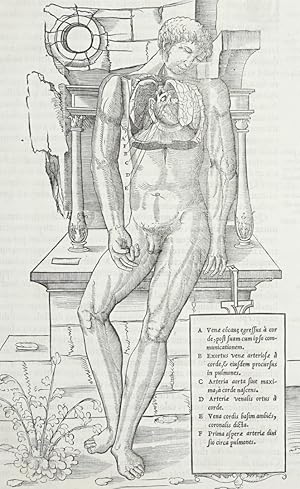 Medizin, Anatomie , Medizin. - Anatomie. - "Corp. Humani. Lib. II.".