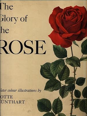 The Glory of the Rose