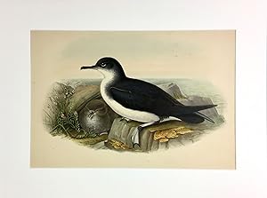 Puffinus Anglorum [From "The Birds of Great Britain' 1862-73. Volumes I-V]