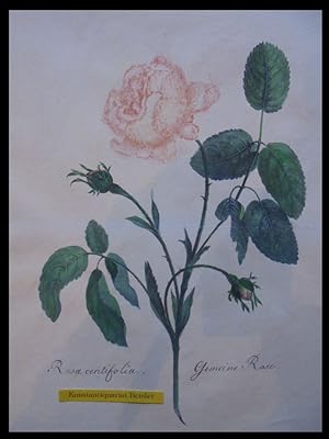 "Rosa centifolia, Gemeine Rose".