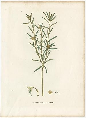 Antique Botany Print of the Rhododendron Tomentosum (1825)