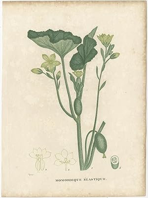 Seller image for Antique Botany Print of the Momordica Elaterium (1808) for sale by Bartele Gallery - The Netherlands