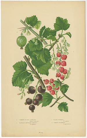 Antique Print of Currants and Gooseberries by Warne (1905)