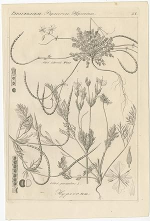 Antique Print of the Hypecoum flowering plant (c.1850)