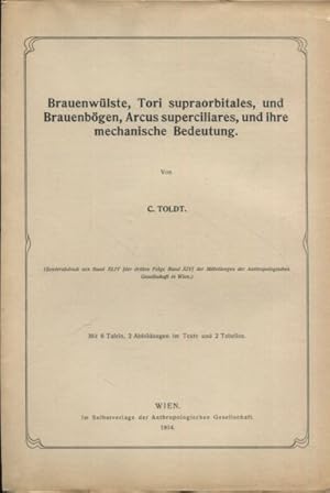 Brauenwülste, Tori supraorbitales, und Brauenbögen, Arcus superciliares, und ihre mechanische Bed...