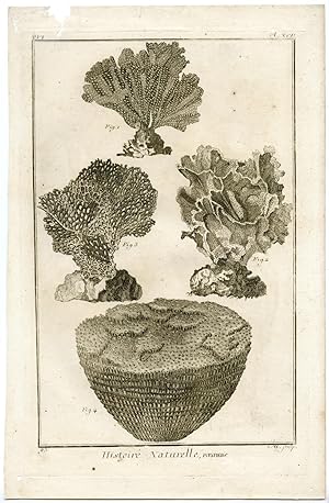 5 Antique Prints-POLYPS-CORAL-Nerici-Diderot-c.1770