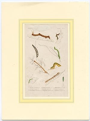 Antique Print-CATERPILLAR-WALKING BRANCH-INSECTS-Corbie-1852