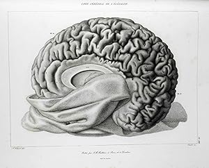 Anatomie comparée du système nerveux considéré dans ses rapports avec l'intelligence