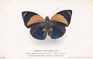 Bild des Verkufers fr Agrias Amydon Antenna Wide Butterfly Exotic Butterflies British Museum Postcard zum Verkauf von Postcard Finder