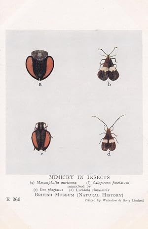 Mesomphalia Leaf Beetles Cerambycidae Mimicry In Insects Postcard