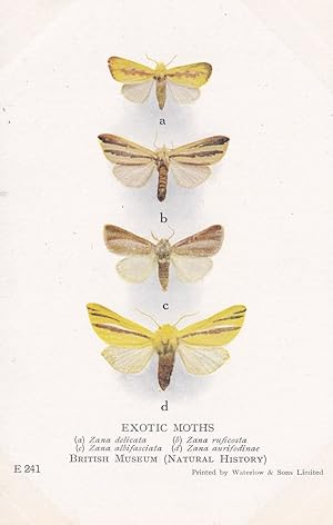 Zana Delicata Indian Exotic Moths Antique Natural History Museum Postcard