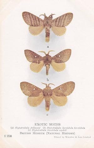 Hypotrabala Horridula Lasiocampidae Rhodesia African Exotic Moths Postcard