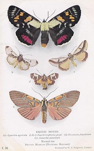 Agarista Agricola Exotic Moths Joseph Coat Noctuidae Moth Postcard