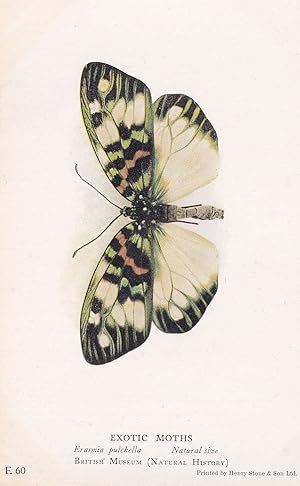Erasmia Pulchella Exotic Moths Antique Moth Postcard
