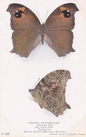 Melanitis Leda Exotic Butterfly Butterflies Old Rare Museum Exhibit Postcard