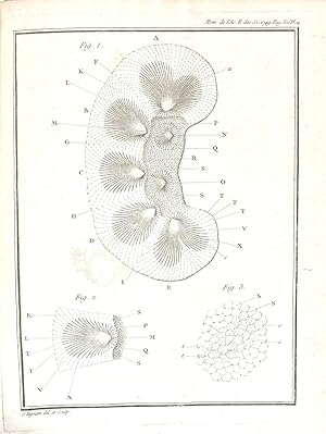 Sur la structure des viscères nommés glanduleux, et particulièrement sur celle des reins et du fo...