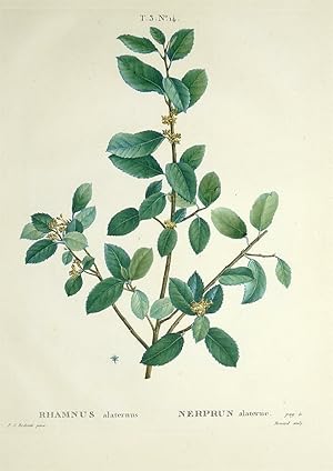 Stechpalmen-Kreuzdorn, Rhamnus alaternus, Pierre-Joseph RedoutÃ , Stechpalmen-Kreuzdorn. - Rhamnu...