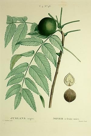 Schwarznussbaum, Juglans nigra, Pierre-Joseph Redouté, Schwarznussbaum. - Juglans nigra. - Pierre...