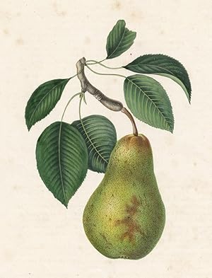 Birne (Pyrus) , Birne (Pyrus). - "Grosse Poire D'Amande".