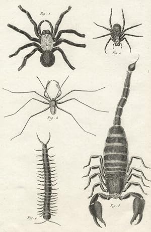 Spinnentiere (Arachnida), Insekten, Diderot Histoire Naturelle, Spinnentiere (Arachnida). - Insek...