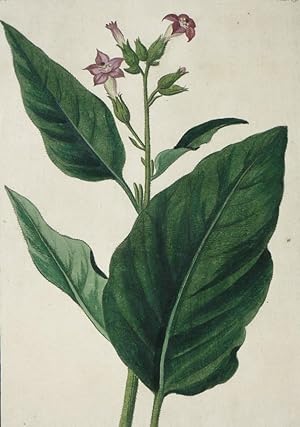 Tabak (Nicotiana) , Tabak (Nicotiana). - "Nicotiana major latifolia. C. B. Pin. 169 - T. 117. Tal...