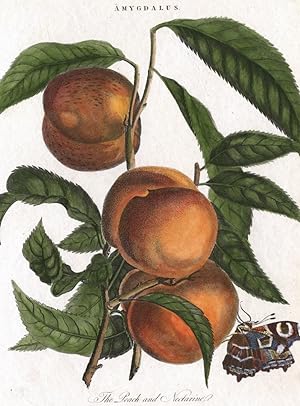 Pfirsich (Prunus persica), Nektarine , Pfirsich (Prunus persica). - Nektarine. - "The Peach and N...